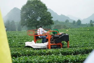 广东首家红茶博物馆揭牌,茶园机械化生产成最新潮流